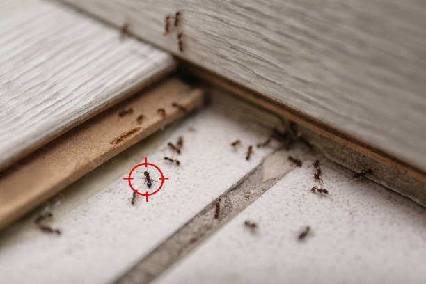 Best Pest Prevention Services  in Hollidaysburg, PA