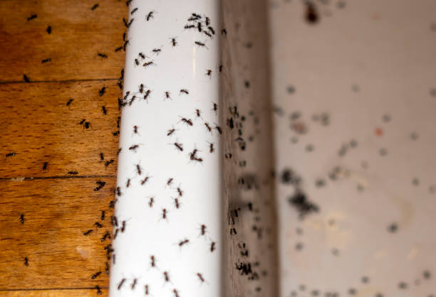 Best Flea Control Services  in Hollidaysburg, PA