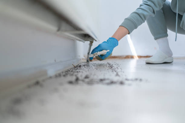 Best Wasp Removal Services  in Hollidaysburg, PA
